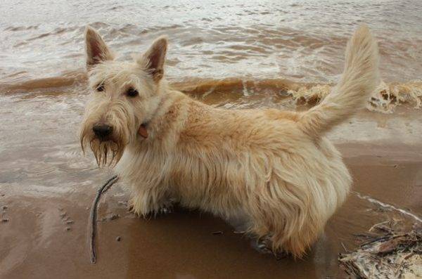 terrier cu bandă de grâu