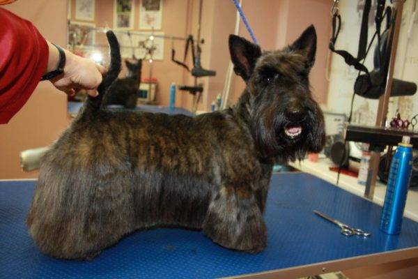 brindle scotch terrier