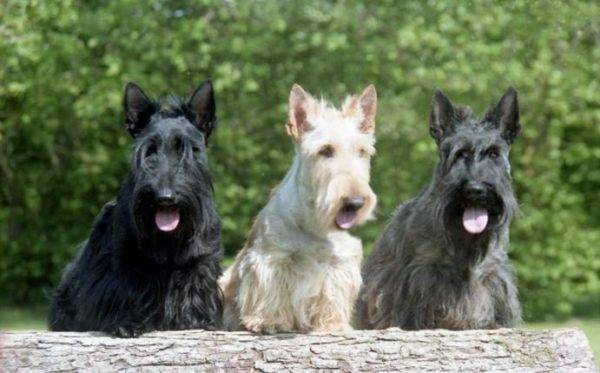 „Terrierii