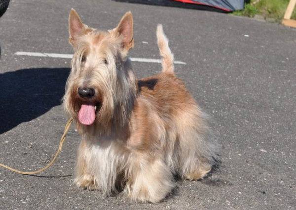 Scottish Terrier (scotch terrier)