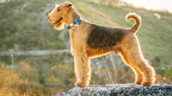 Airedale