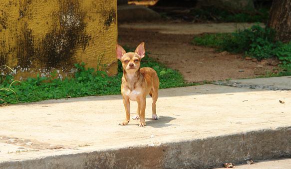 Chihuahua Chihuahua