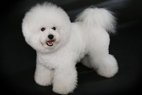 Bichon Frize Bichon Frize