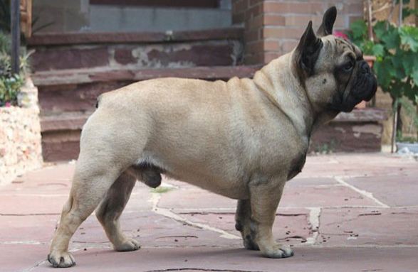 „Bulldogul „Bulldogul