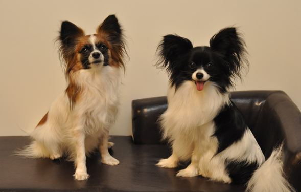 Papillon Papillon