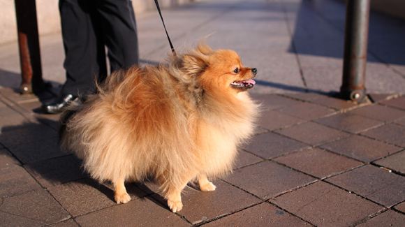 „Pomerania“ „Pomerania“