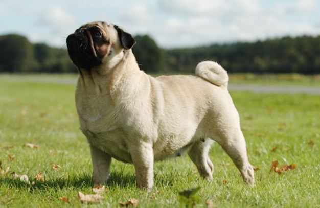 „Mops“ „Mops“