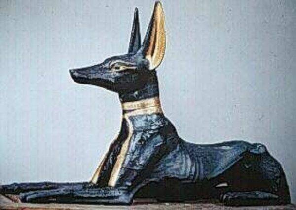 „Câine