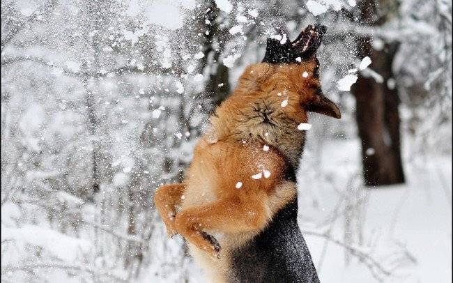 „Semne