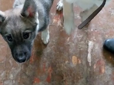 „Husky
