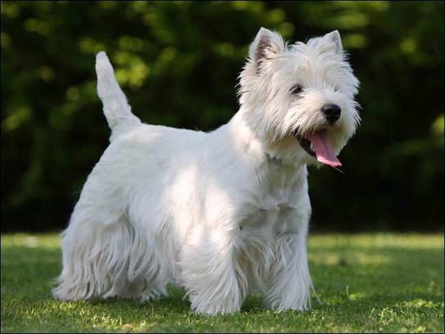 Cei veseli și curioși West Highland White Terriers sunt considerați pe drept drept cei mai afectuoși dintre toți terrierii.