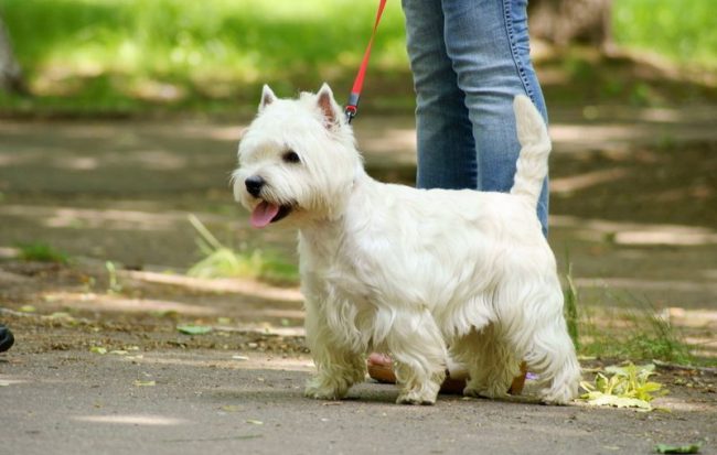 Este indicat să te plimbi mai mult și să joci jocuri active acasă și în aer liber cu animalul tău de companie