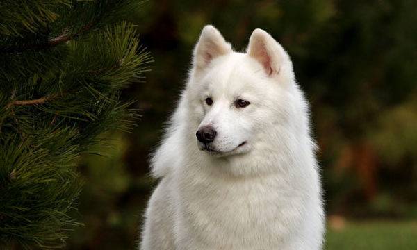 Yakut Laika