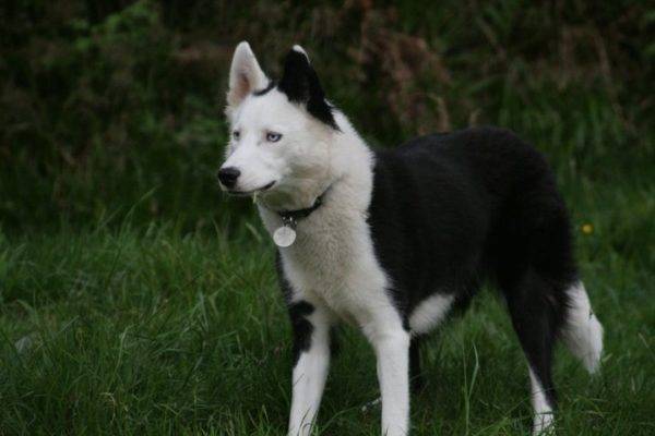 Yakut Husky în pădure