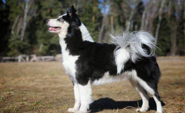 Yakut husky lateral
