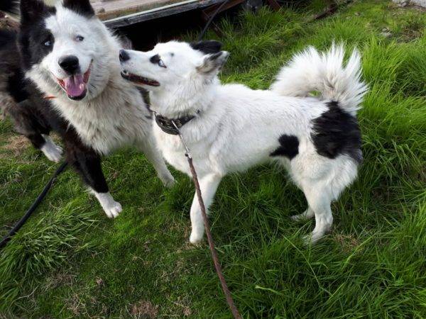Huskies Yakut în natură