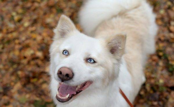 frumoasă fotografie cu huskies Yakut
