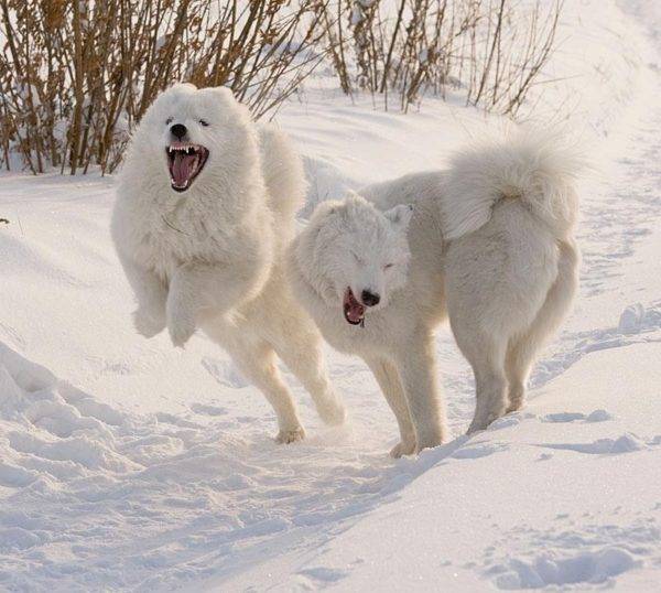 „Yakut