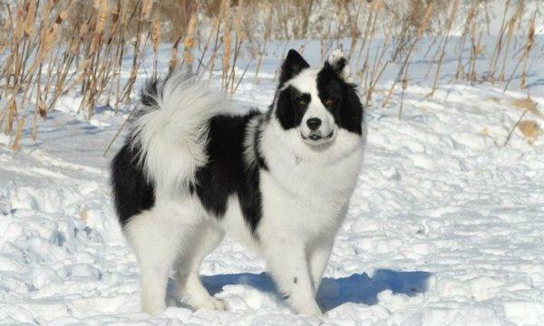 Yakut husky de iarnă