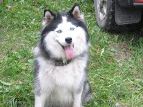 Yakut husky alb-gri