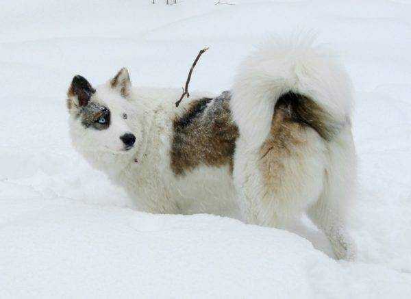Yakut Husky alb-negru cu semne roșii