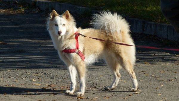 Yakut husky alb-roșu
