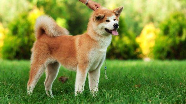 Akita