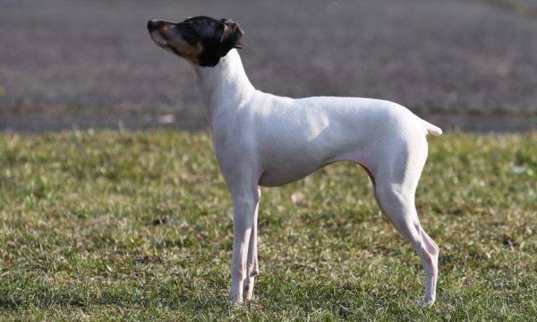 Terrier japonez