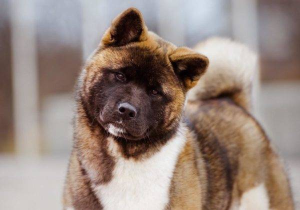 Akita americană