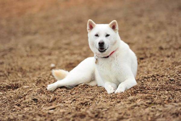 Kishu
