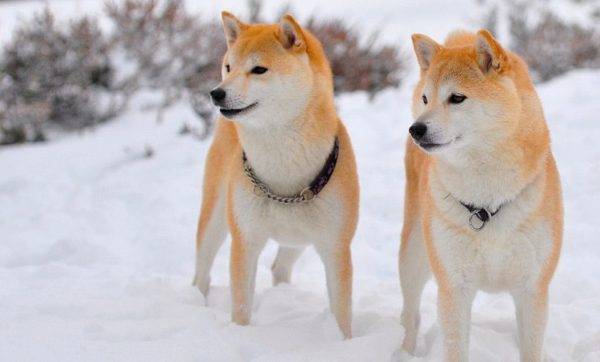 Shiba