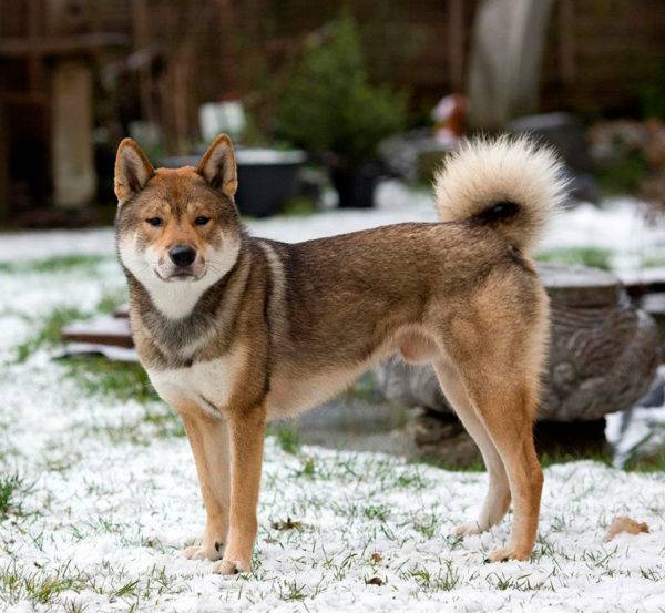 Shikoku