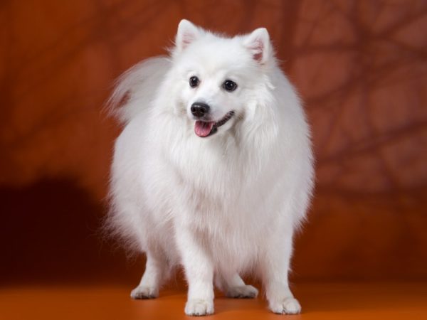 Spitz