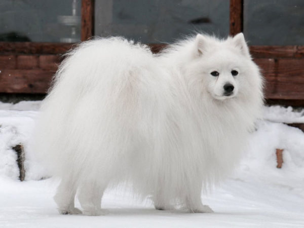Descrierea rasei japoneze Spitz