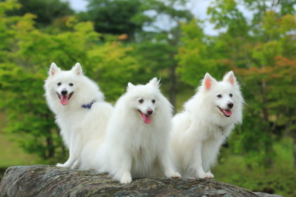 Spitz japonez