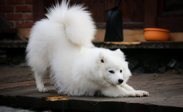 „Spitz