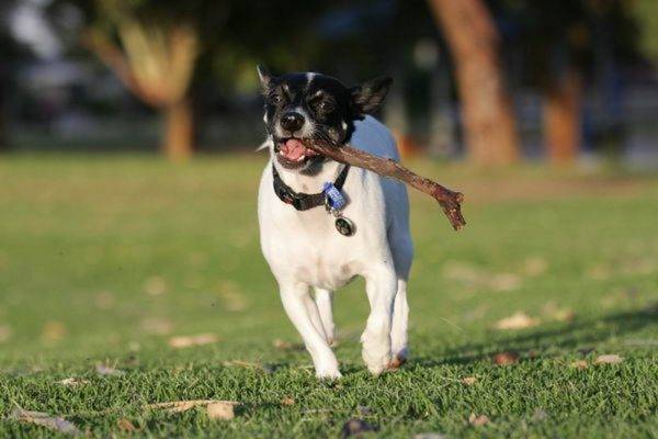 Terrier japonez cu un băț