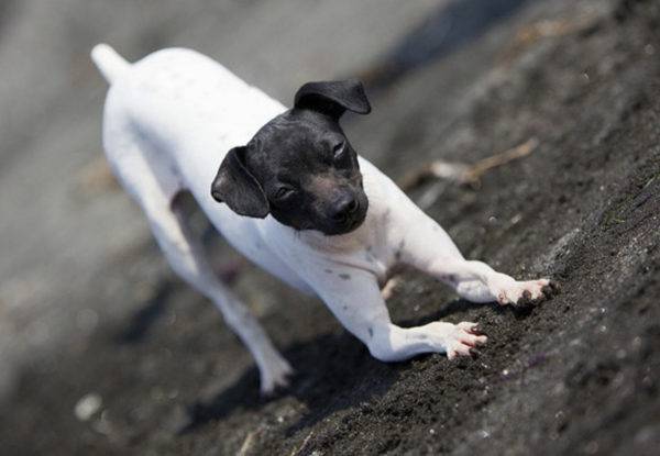 Japonezul Terrier se întinde