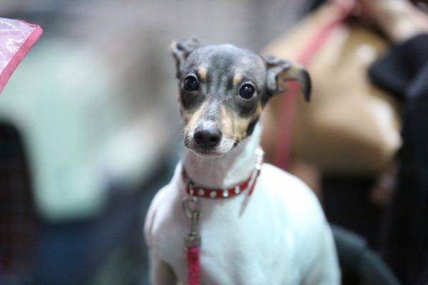 Terrier japonez cu guler roșu