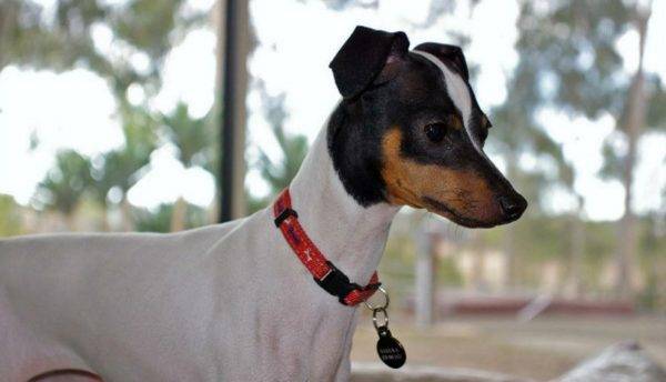Japonezul Terrier a citit articolul
