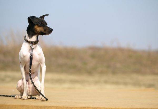 Japonezul Terrier stă