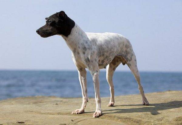 „Terrierul