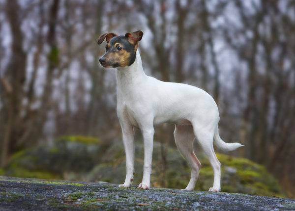 Terrier japonez în pădure