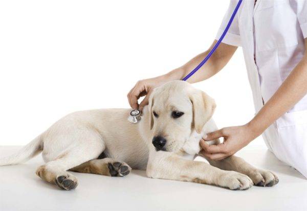 câine la veterinar